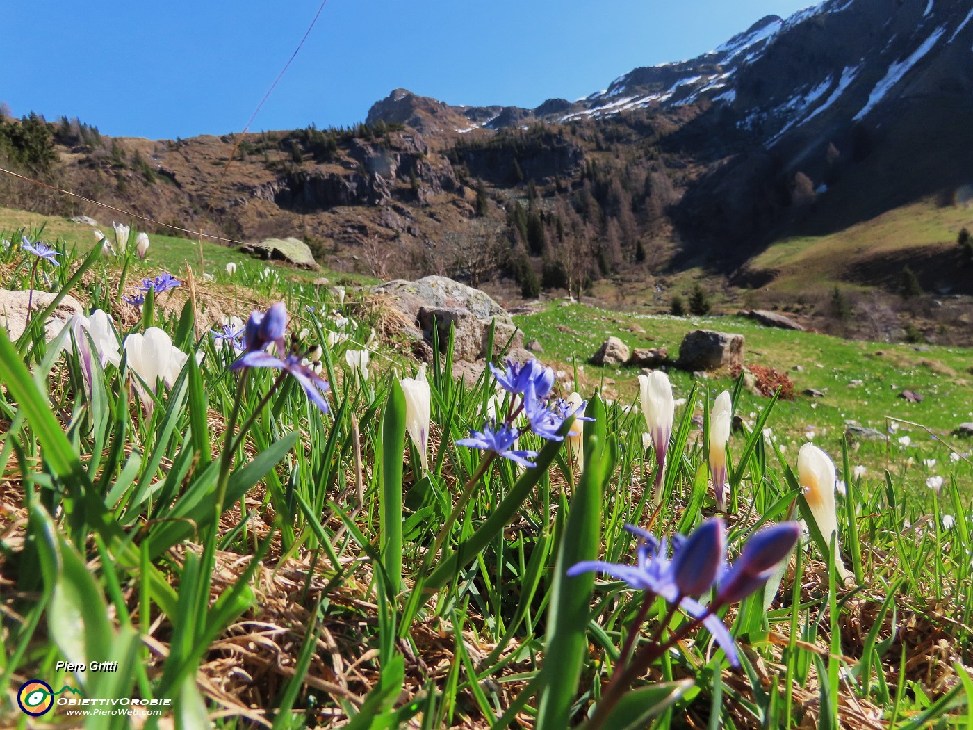 04 Conca di Mezzeno (1590 m) con Crocus vernus e Scilla bifolia in fiore.JPG